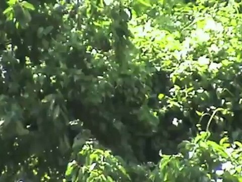 Züge und Schiffe in Kestert am Rhein, SBB Cargo Re421, 2x 101, 151, 185, 2x 427, 2x 428, 460