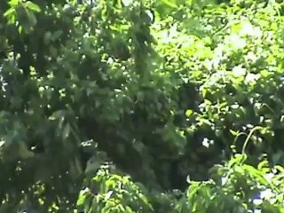 Züge und Schiffe in Kestert am Rhein, SBB Cargo Re421, 2x 101, 151, 185, 2x 427, 2x 428, 460