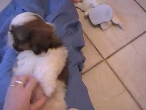 Hydeal show de la magie de lys, élevage de shih tzu