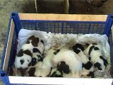 SICILIA TV (Favara) 9 cuccioli di cani abbandonati a Favara che cercano famiglia
