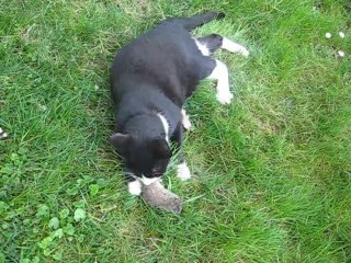 gato matando um rato