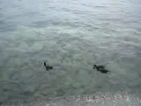 patos na lagoa