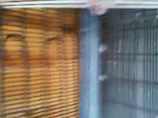 TİRE'DEN CANER'İN TAKLACI MARDİN GÜVERCİNLERİ