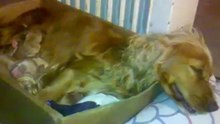 Mi cachorrita