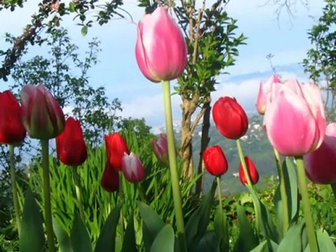 Ender Tekin Sen Ol de Allah'ım