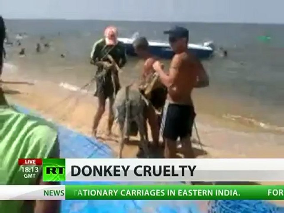 Flying donkey shocks beachgoers in Russia's south