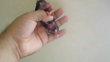 Малыш Чихуахуа