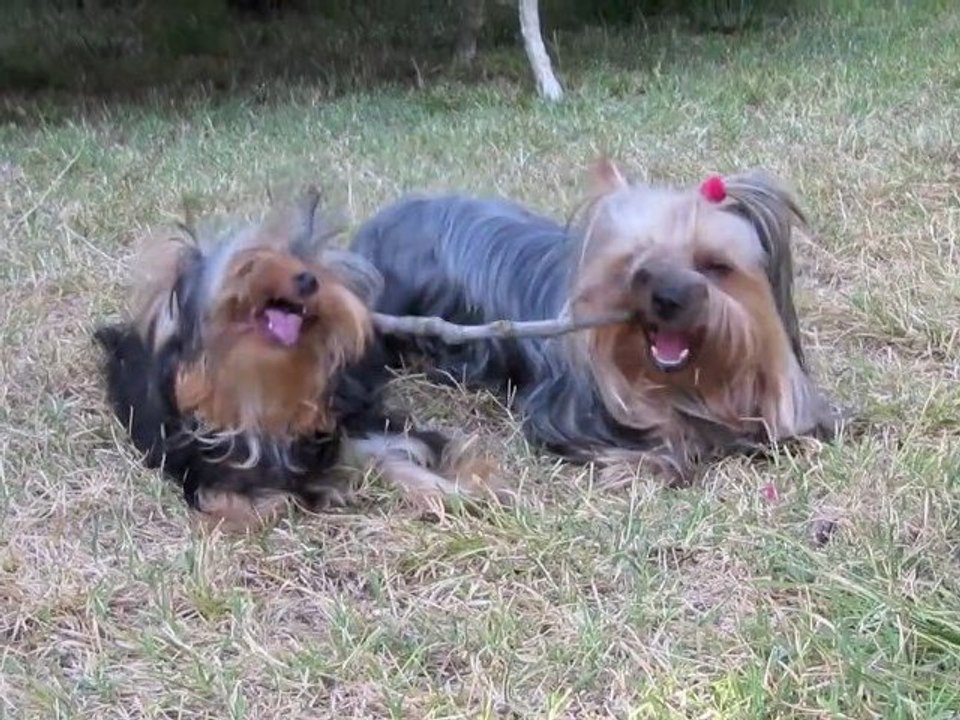 Gin et Boy - 09.08.2012 - Machouillage et Jeu