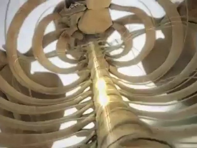 Human Body - Sensation