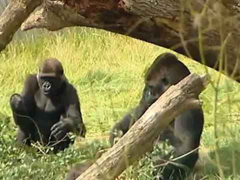 Touching footage of reunited gorilla brothers