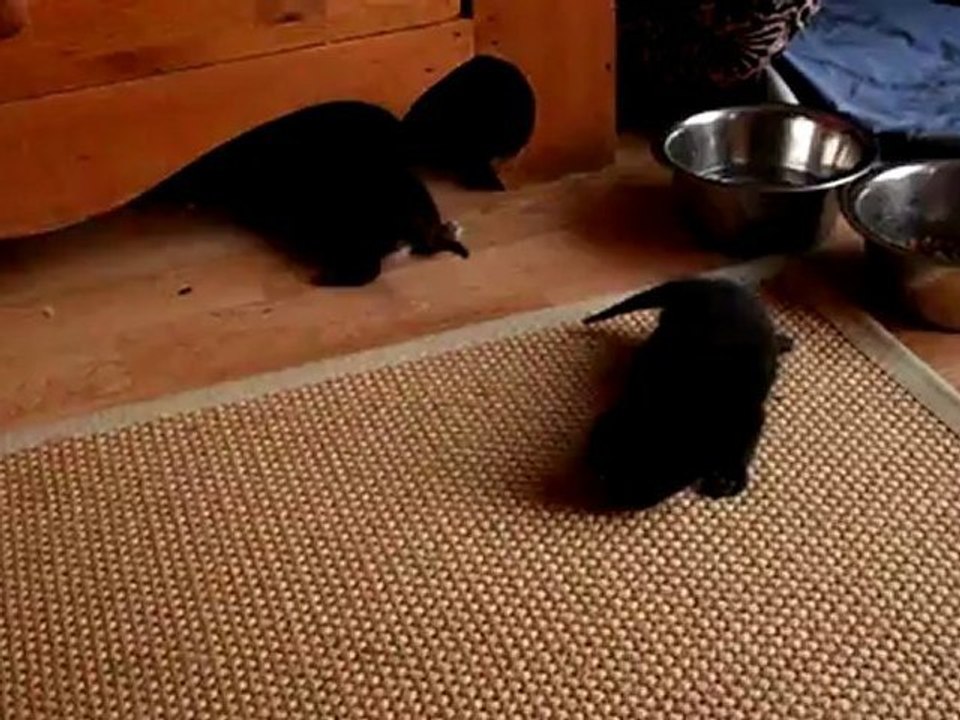 premiers pas chatons