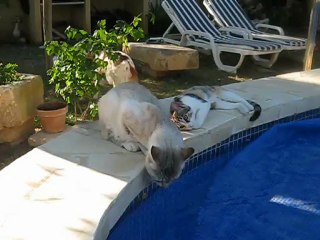 caramel fait sa toilette et kitty apprend 16 aout 2012