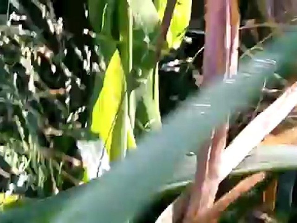 gamin et gitan sur un pied de sanglier à 10heurs(4)