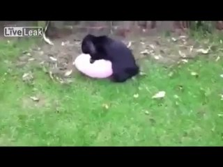 Кролик играет с воздушным шариком