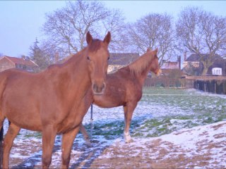 Souvenirs de Quarré: 2010-2012