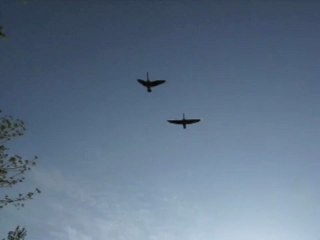 motherless child - Bob Dylan ???