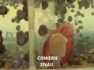 Mr. Octopus and The Rockin Cortez Inverts