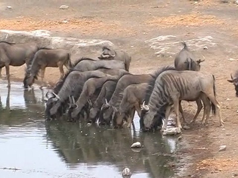 Dag 6: Etosha NP 29/10/11