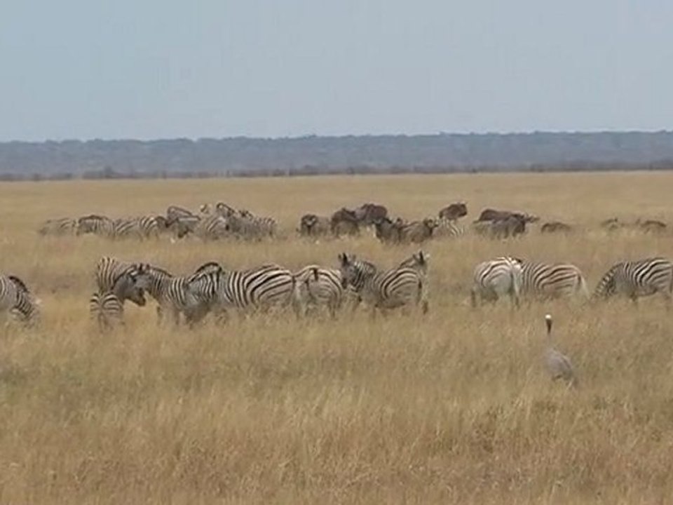 Dag 7: Etosha NP - Ondangwa 30/10/11