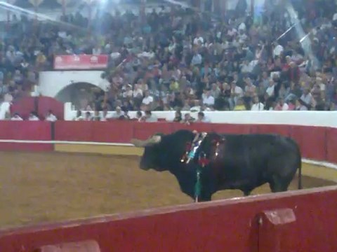 LUIS ISIDRO AMADORES DA CHAMUSCA PEGA TOIRO ENG ROSA RODRIGUES TOMAR AGOSTO DE 2012