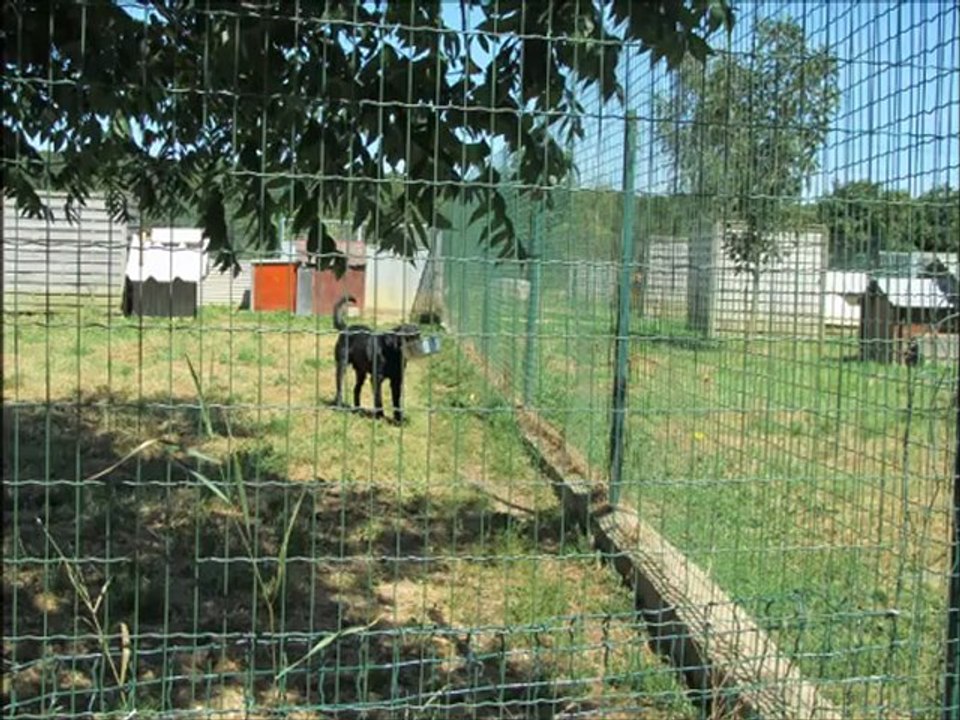 Promenade chiens SPA Août 2012