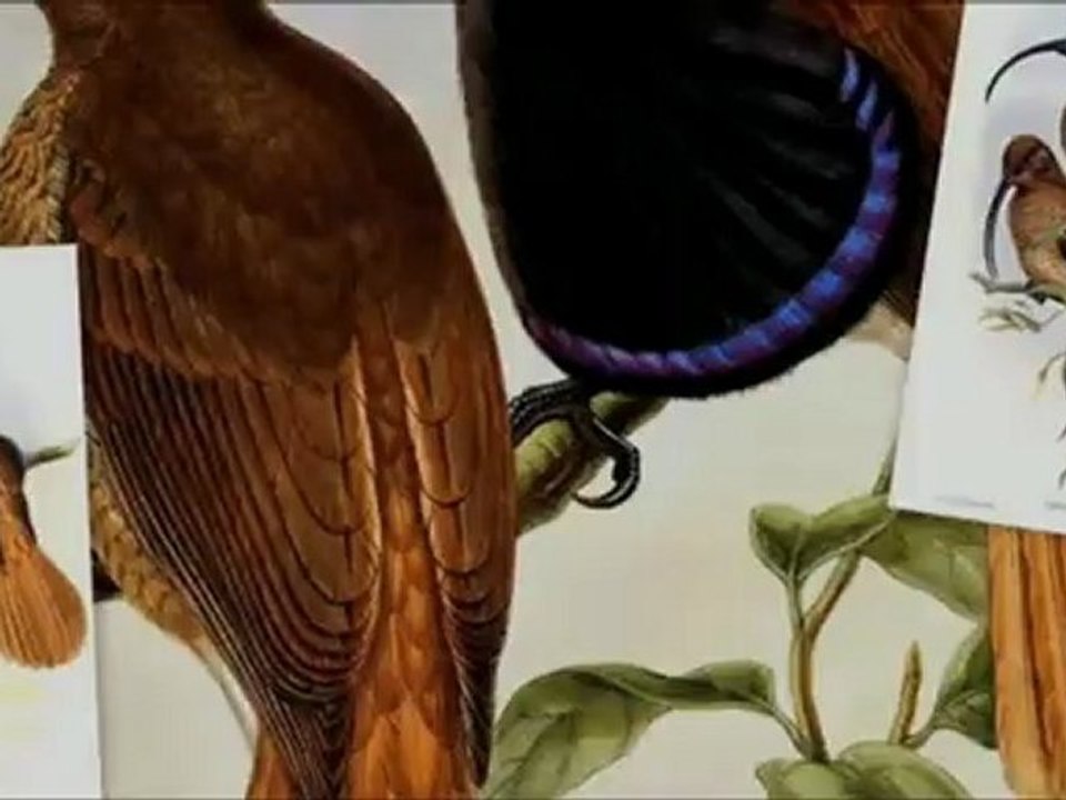 Birds of the Paradise and A.R.Wallace