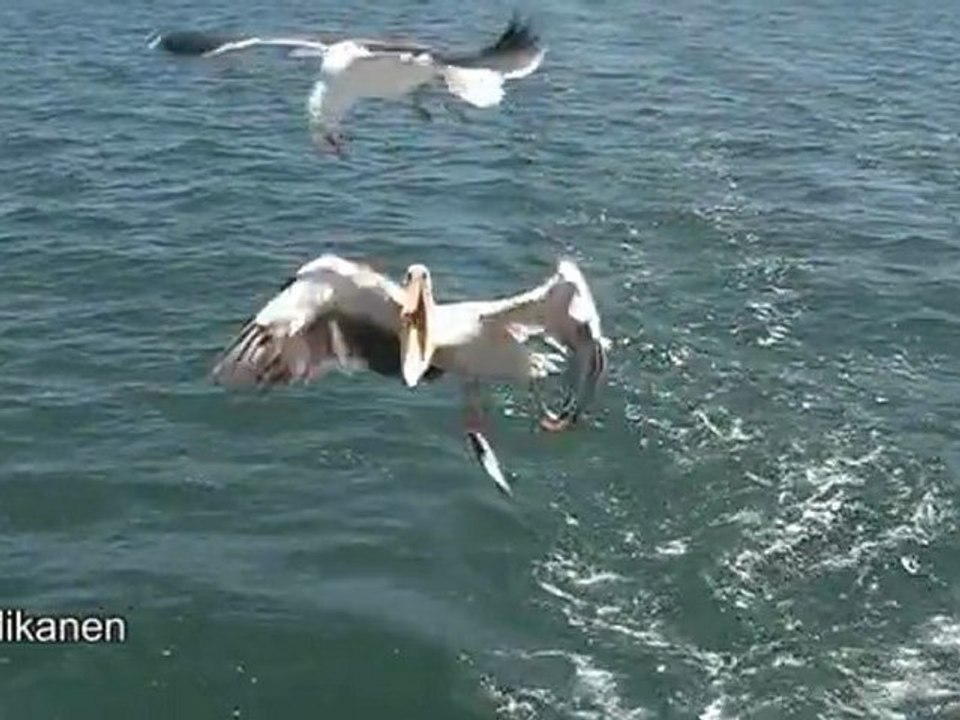 Dag 12: Swakopmund 04/11/11