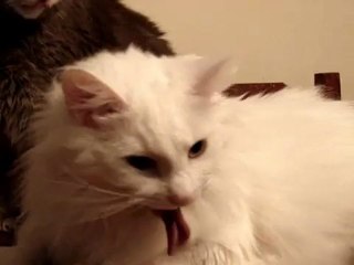 Pretty Cat Acts Wierd