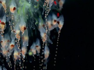 Gelatinous Zooplankton   Plankton Chronicles
