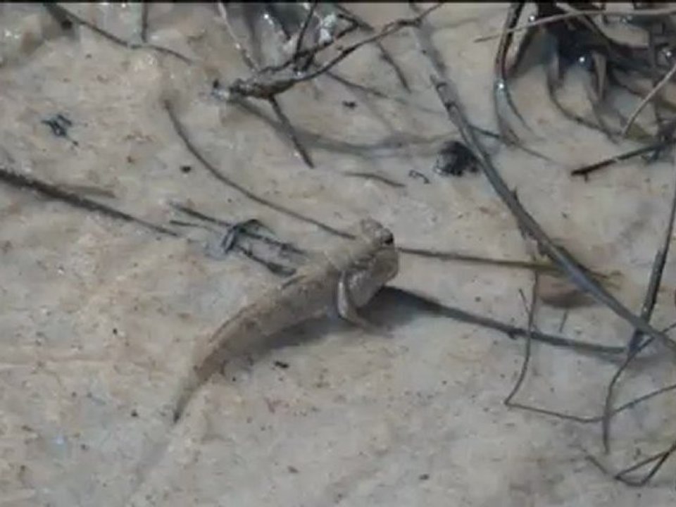 Périophtalmes... Gabon.