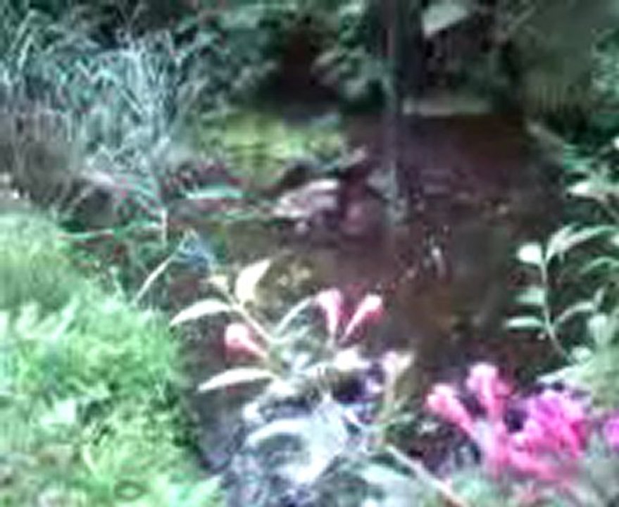 mein schattiger Garten