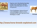 Horse Breeds - History of the Horse Part 3