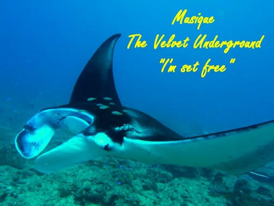 APNEA & Aquanature, la Manta de Boulari, 18 août 2012