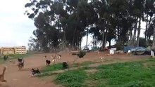 200 сабак на прогулке