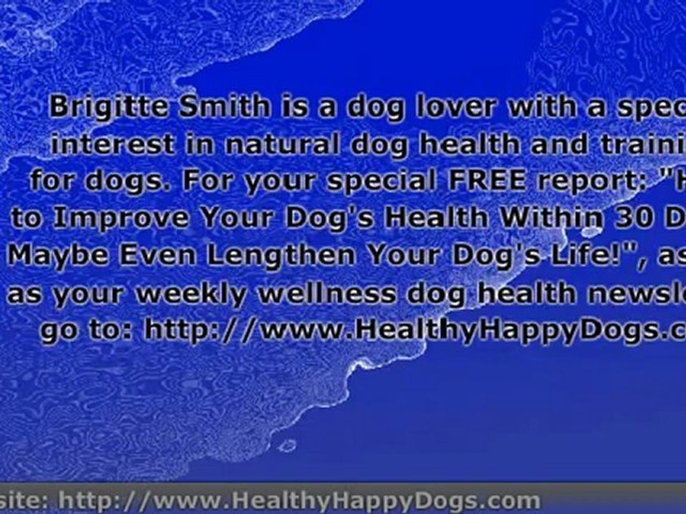 Dog Tips - Dog's Shelter and Adopting a Dog