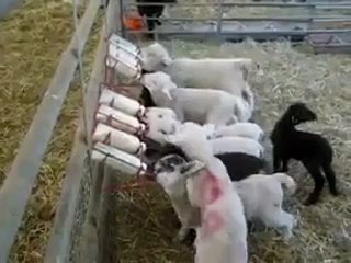 Süt Var Dediler Geldik