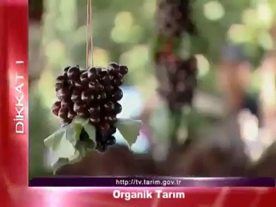 Organik Tarım