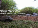 Saddles and Domes  Evolution of the Giant Tortoises - Richard Dawkins