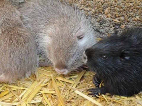 (02) Circuit Au Pays des Bulles Juillet Août 2012 Château de Condé en Brie, Chassins, Ronchères, voir suite sur Champagne Ardennes
