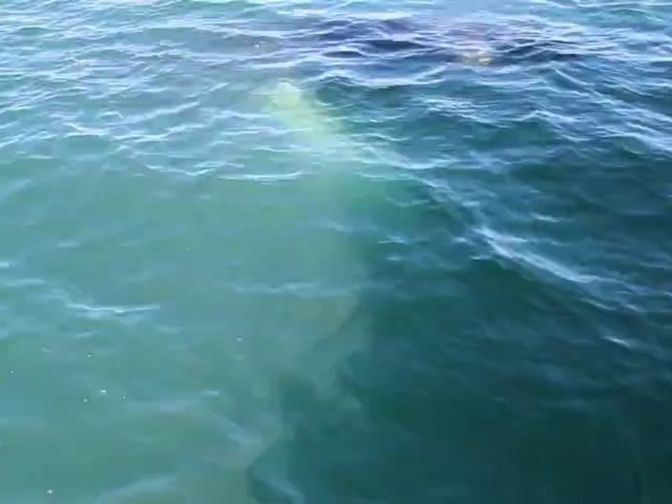 Conversation avec une baleine à bosses (Husavik, Islande, 28 juillet 2012)