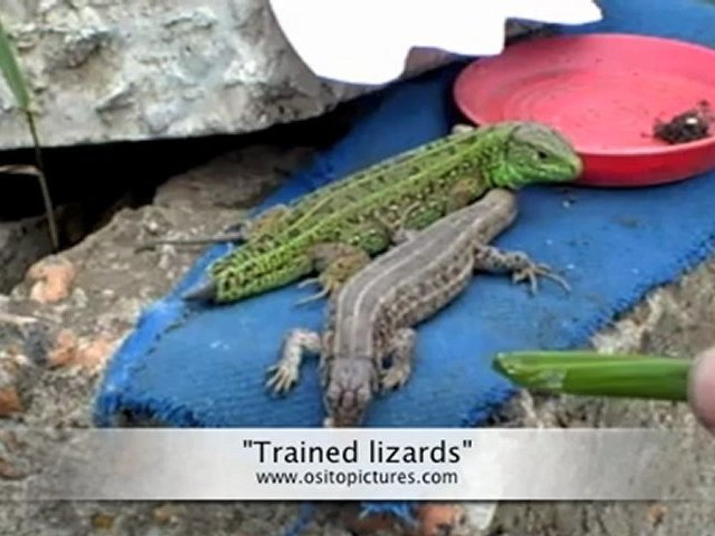 ⁣Trained lizards