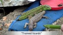 Trained lizards