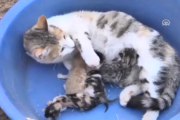 Yapışık dördüz kedi yavruları