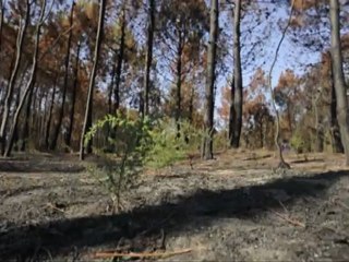 Lido Di Dante (Ravenna): giornata di lutto cittadino alla Pineta Ramazzotti incendiata un mese fa