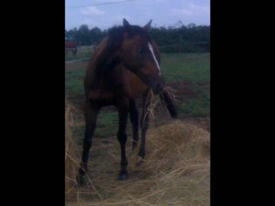 IGOR D'AVRIL ; ♥