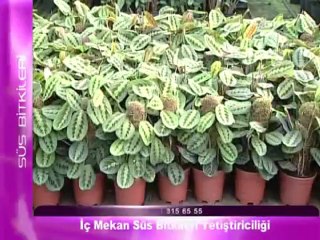 İç Mekan Süs Bitkleri Yetiştiriciliği