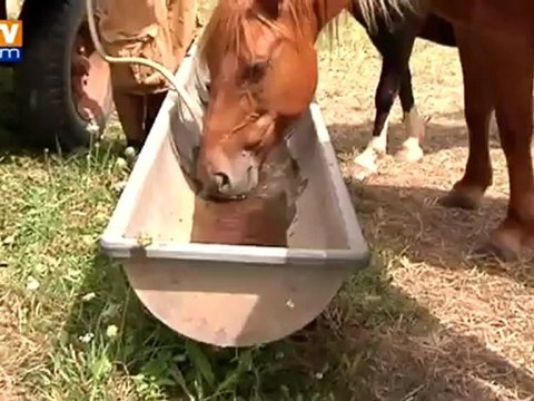 Les animaux souffrent aussi de la chaleur