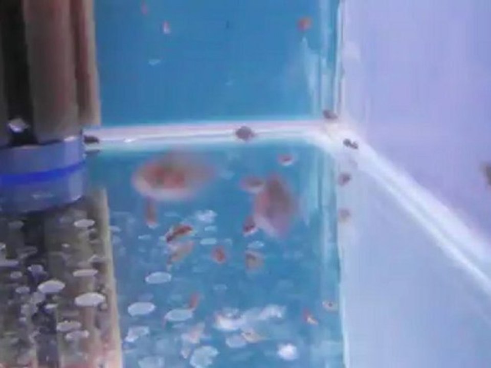 lss çiftin yavruları