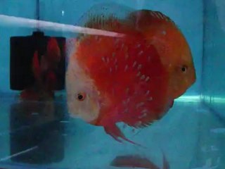 Melon erkek ,* Red valentine dişi