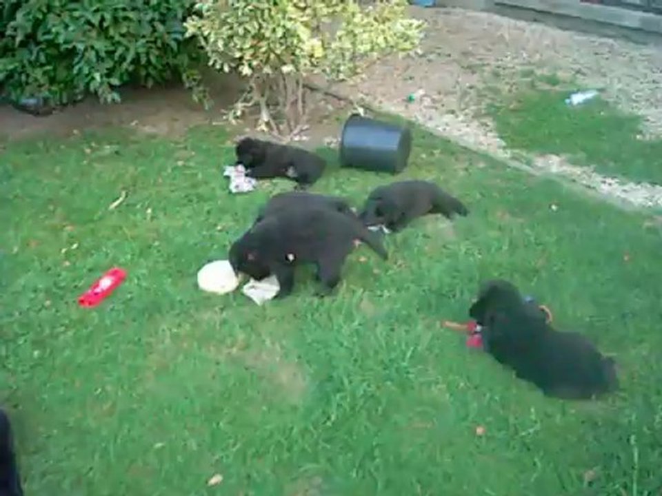 19 août 2012 : chiots au frais, le soir, après la canicule de la journée